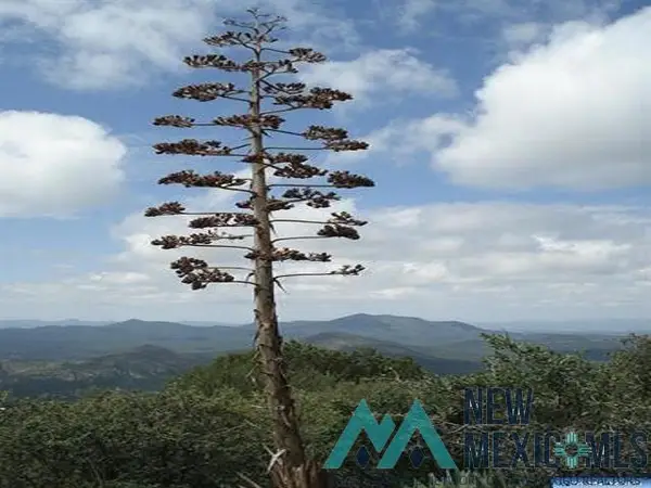 Darling Bell, Silver City, NM 88061