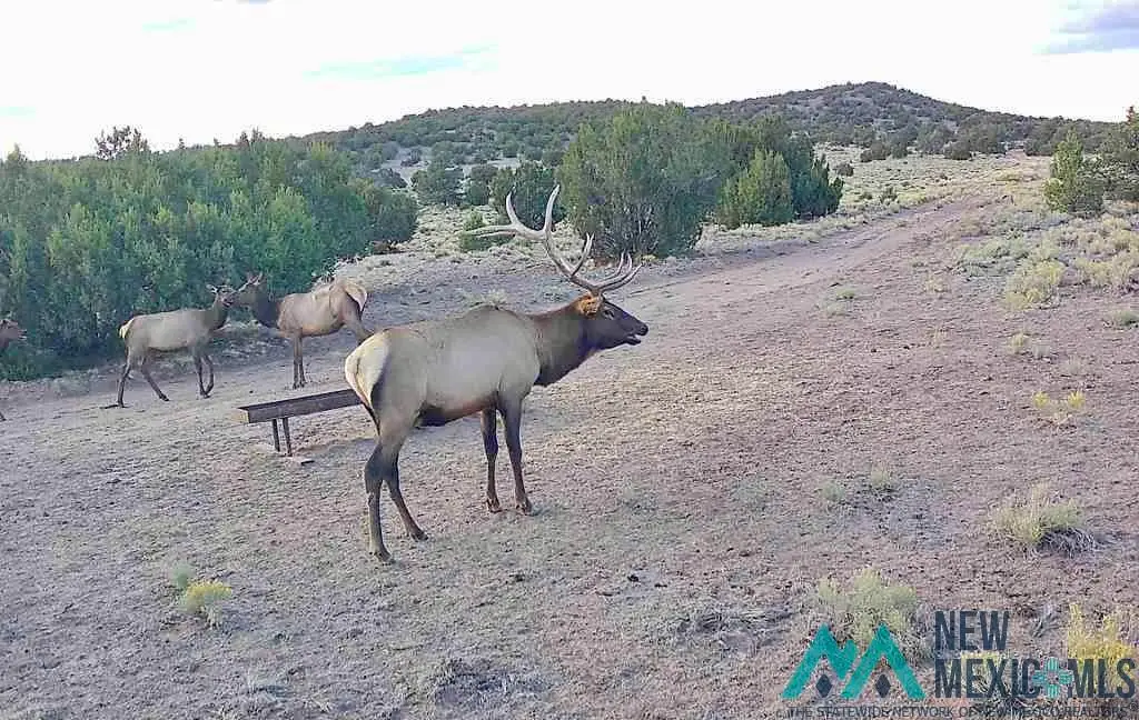 000 Omega Road, Quemado, NM 87829 - Image #1