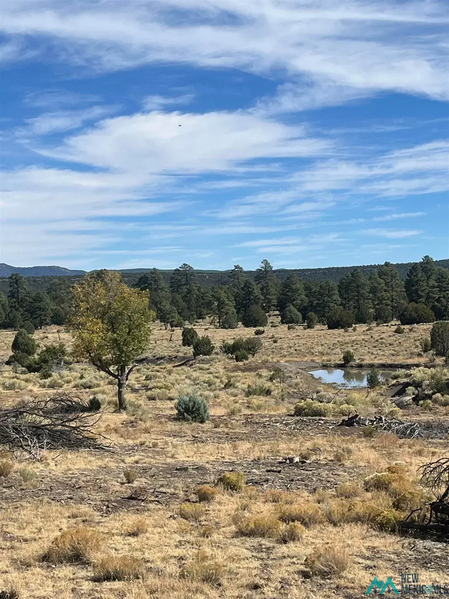 000 Forest Road 19 Road, Quemado, NM 88061 - Image #2