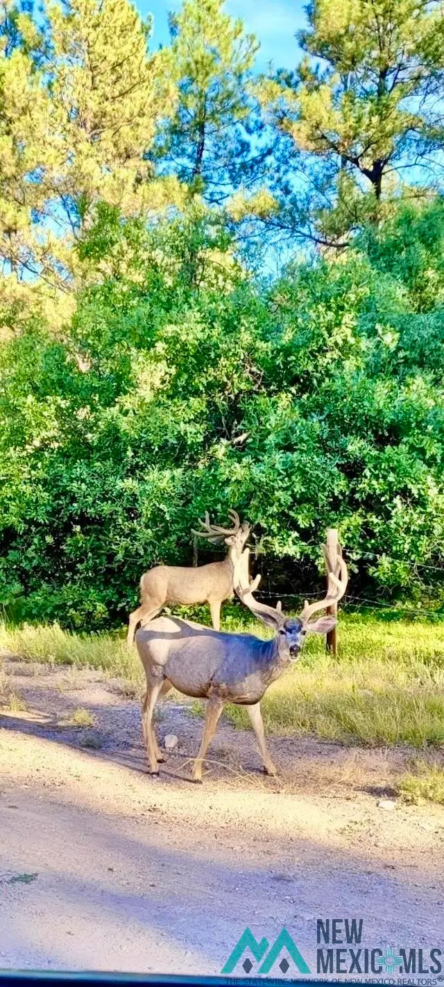 000 Sr 512 Highway, Chama, NM 87575 - Image #1