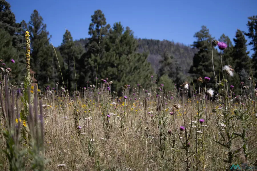 Luna Canyon Mora County, Chacon, NM 87713 - Image #2