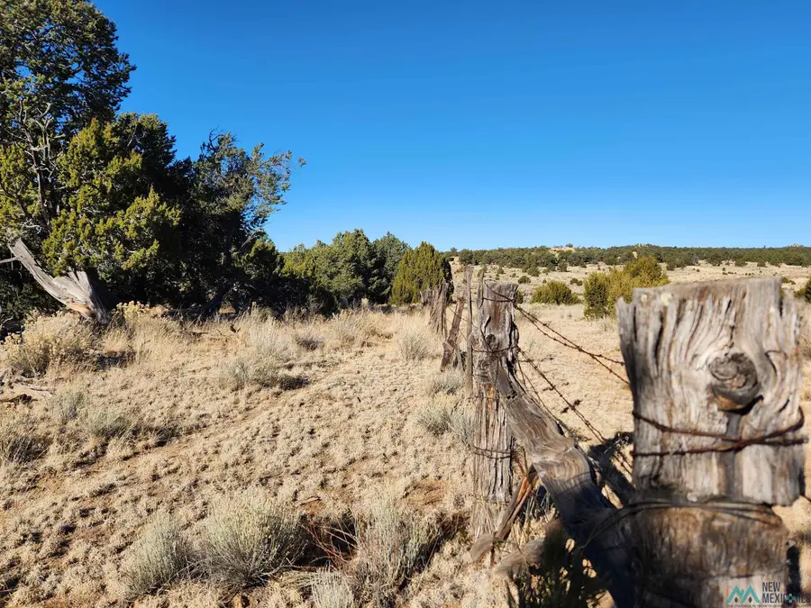 TBD Ponderosa Ranches Trail Road, Pie Town, NM 87827 - Image #2