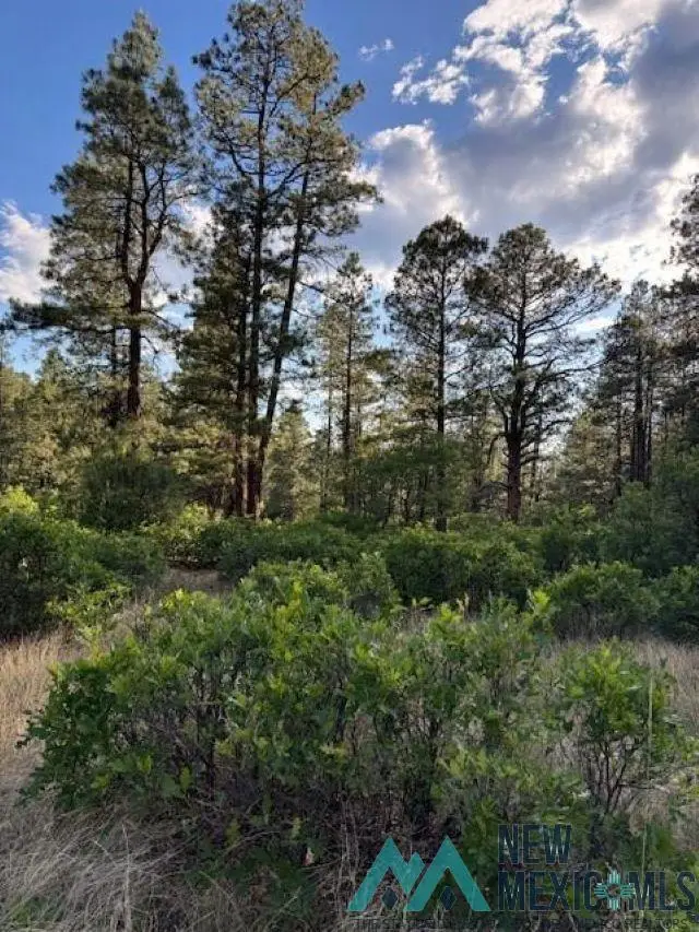 TBD Eagles 2a Road, Chama, NM 87520 - Image #3