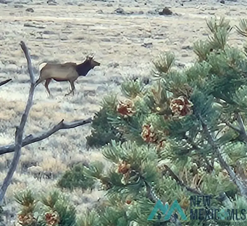 TBD Highway 285, Tres Piedras, NM 87577 - Image #1