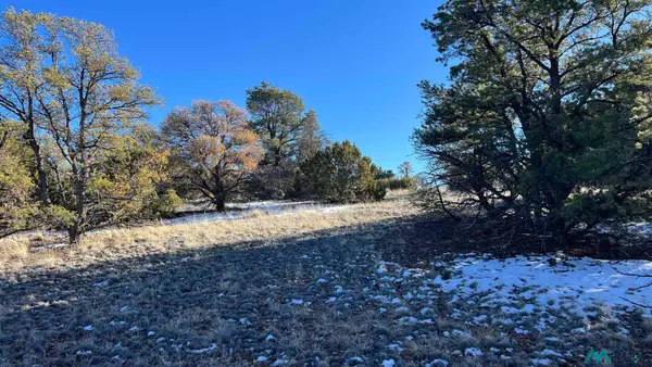 TBD Chamisa Trail Road, Quemado, NM 87829