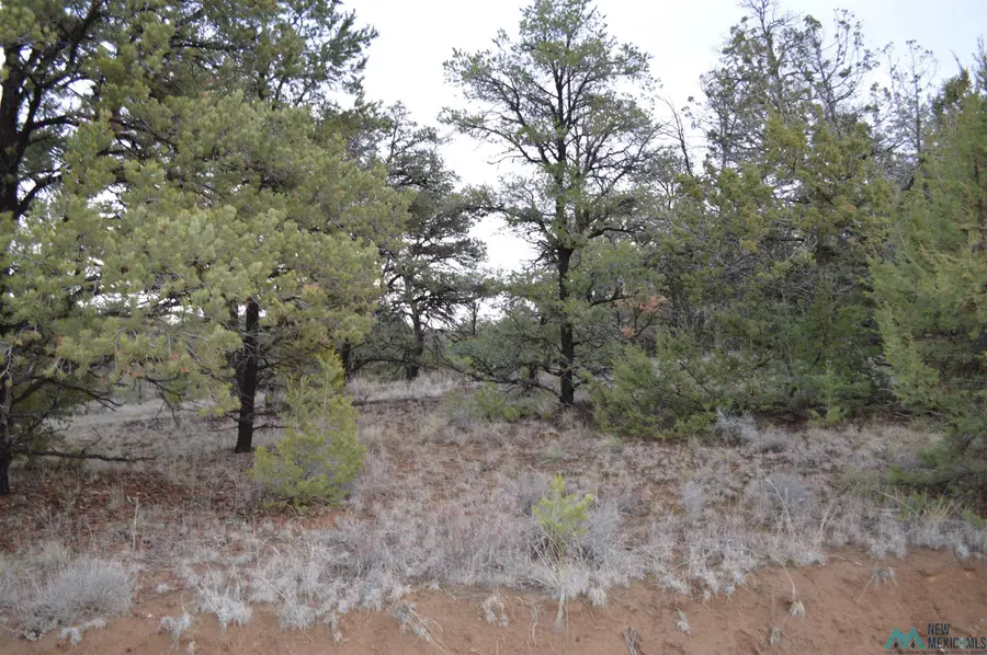 LOT 5 God's Acre Road, Zuni Ramah Navajo, NM 87357 - Image #3