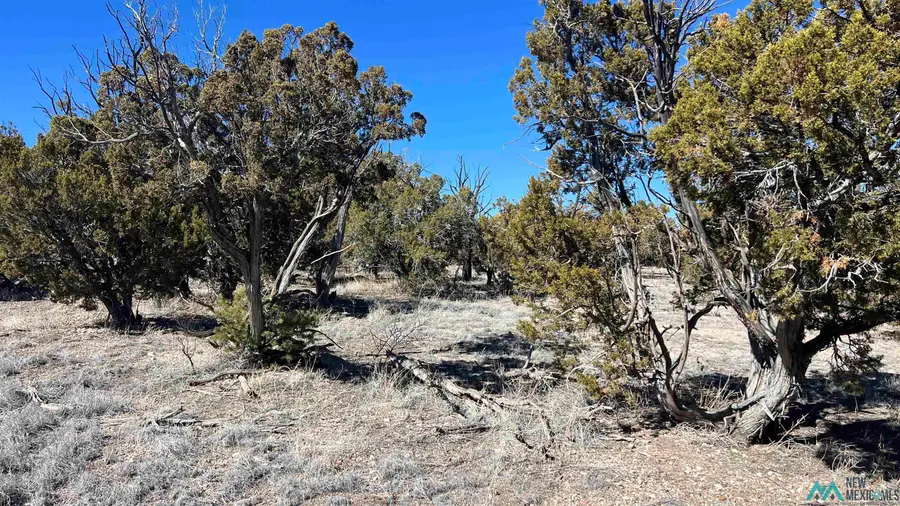 TBD Cimarron Drive Road, Quemado, NM 87829 - #2