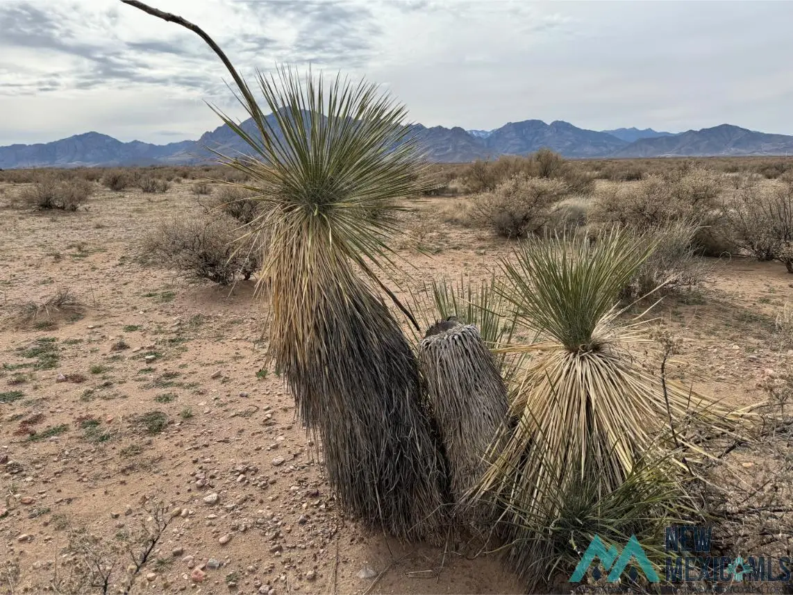 TBD Estrellas Parkway Road, Rodeo, NM 88056 - #1