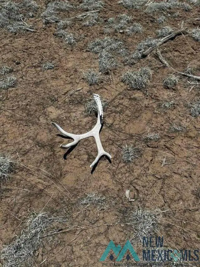 XX Tomahawak Trail, Quemado, NM 87829 - #2