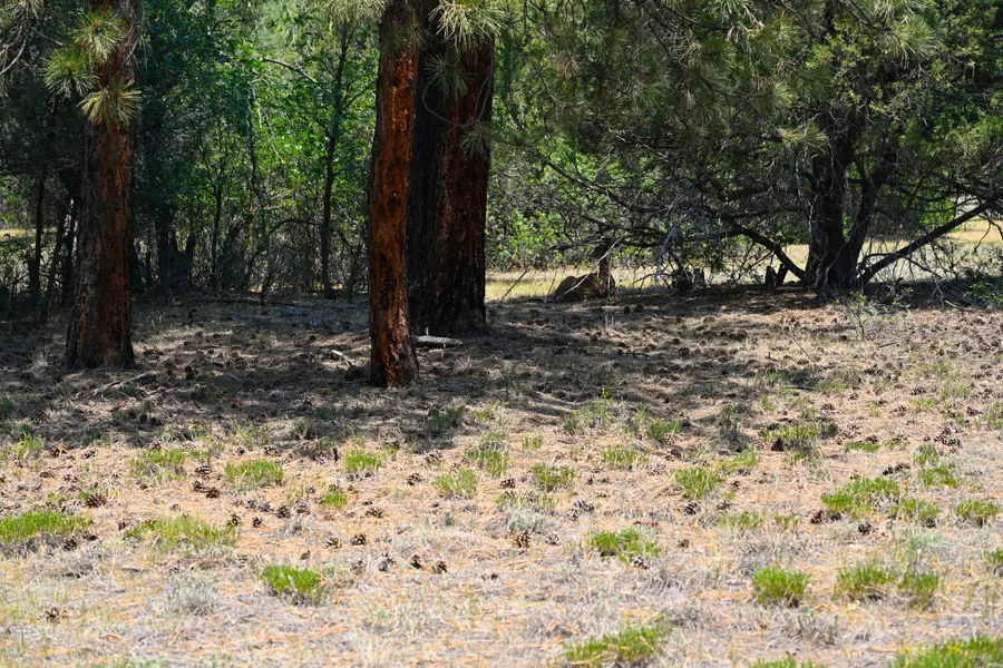 4 The Forks Rd Rd, Chama, NM 87520 - #2