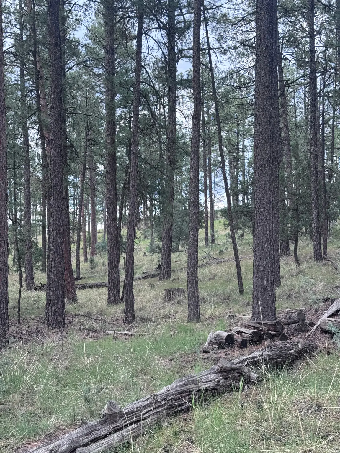 119 Paradise Vly, Timberon, NM 88350 - #1