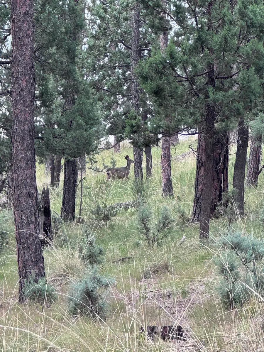 119 Paradise Vly, Timberon, NM 88350 - #3