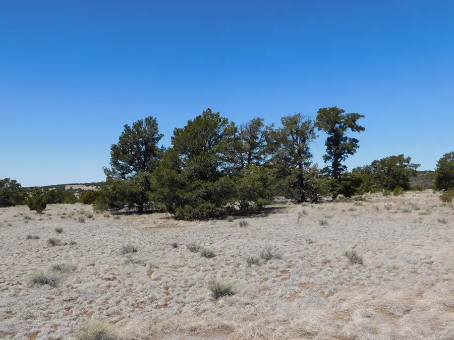Lot 5 Golden Horeshoe Trail, Quemado, NM 87829 - Image #2