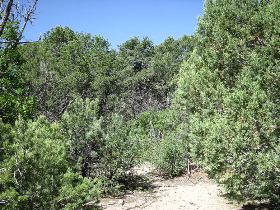 8 & 10 Roadrunner Road, Tijeras, NM 87059 - Image #2