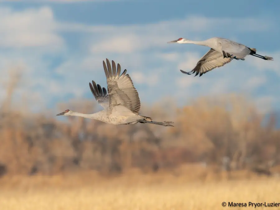 347 Nm-116, Bosque, NM 87006 - Image #3