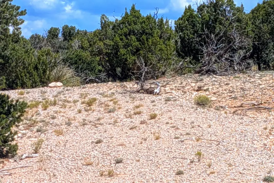 10 San Miguel Trail, Mountainair, NM 87036 - Image #2