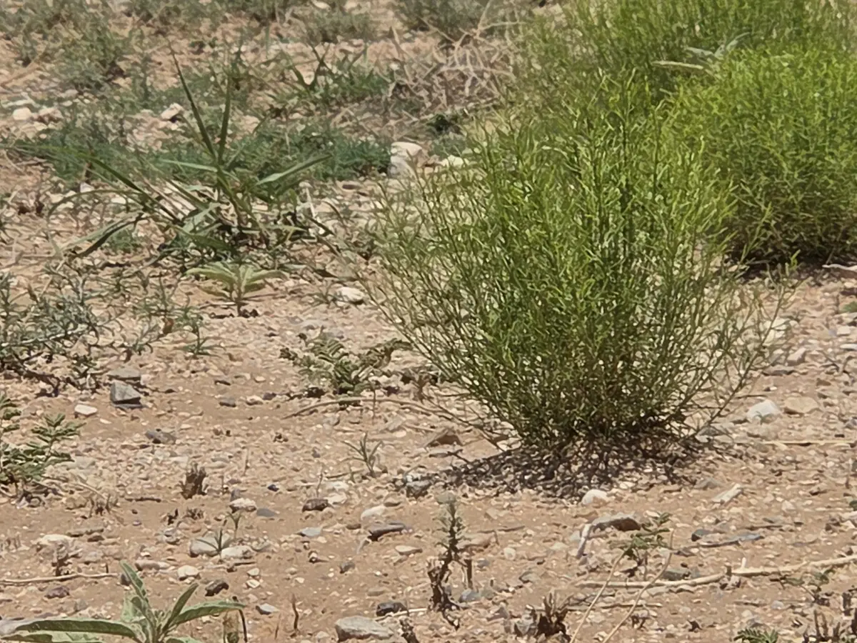 VL Rge Lot 14 15 Block 380 #14, Belen, NM 87002 - Image #1