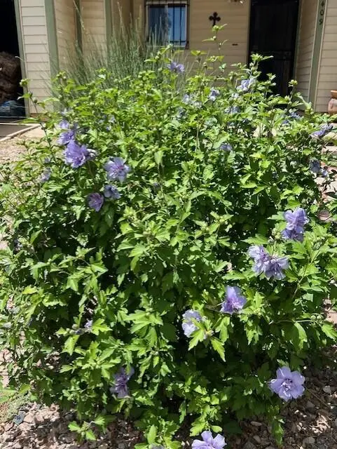 2409 Calle Bonita, Las Vegas, NM 87701 - Image #3