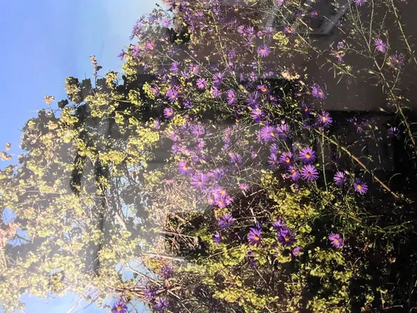 XX Findlay Street Ne, Rio Rancho, NM 87144