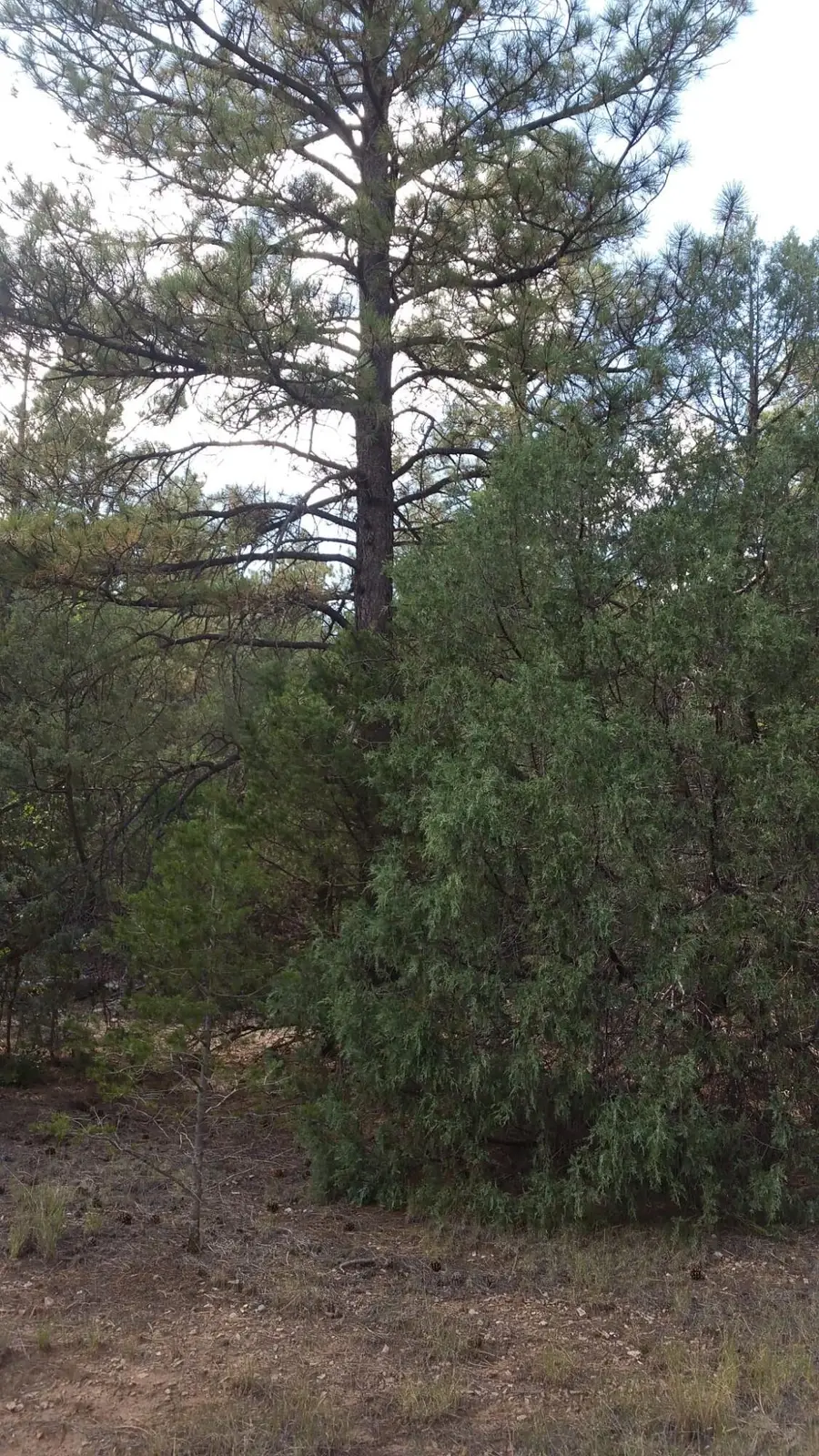 56 Carolino Canyon Road, Tijeras, NM 87059 - #2