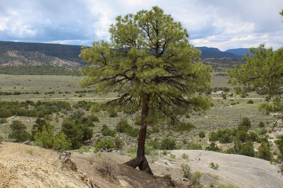 TBD 200 County Rd 13 Road, Cuba, NM 87013 - #2