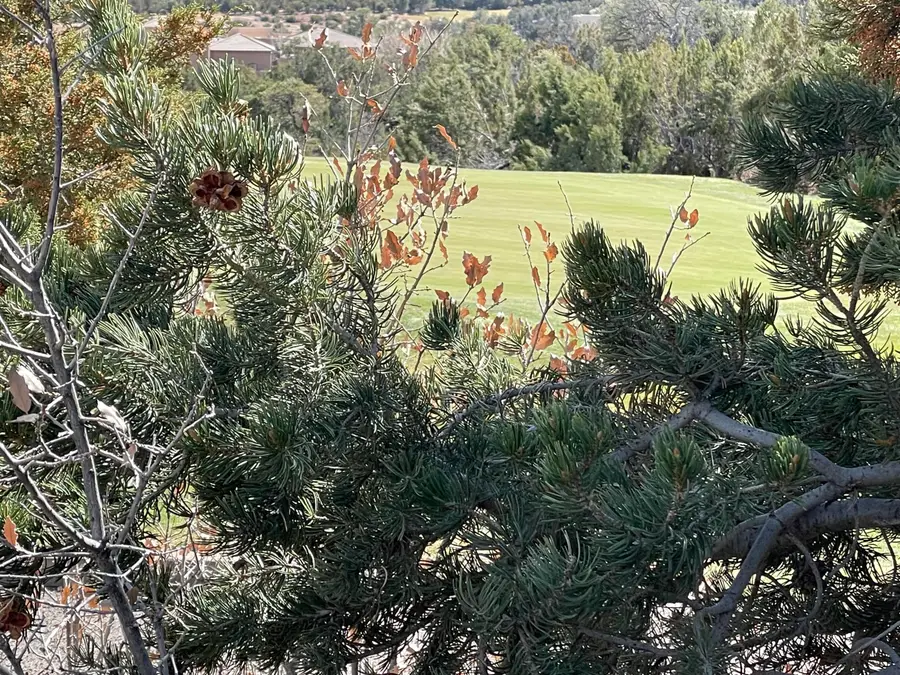 91 Rain Dance Road, Sandia Park, NM 87047 - #3