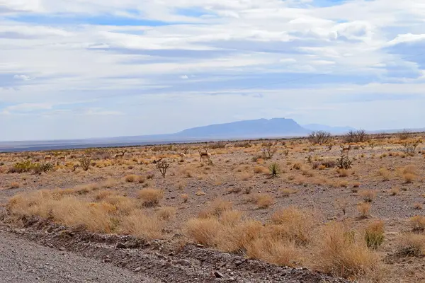 Lot 124 Rolling Hills, San Antonio, NM 87832