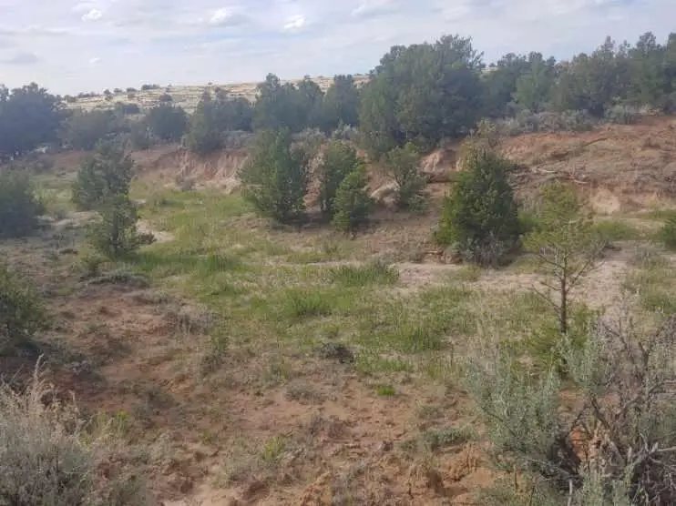 State Highway 595, Lindrith, NM 87029 - #2