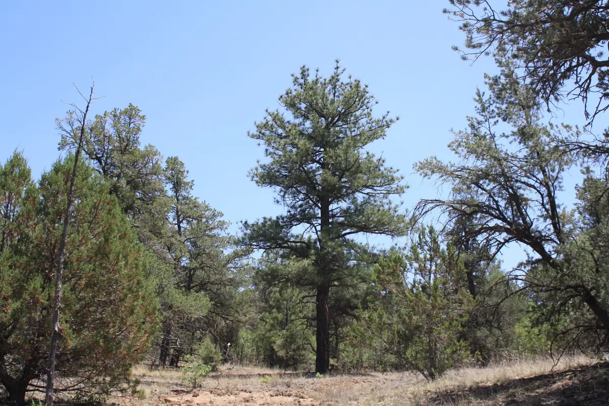 Lots 4-6 Bodean Road, Ramah, NM 87321 - #1
