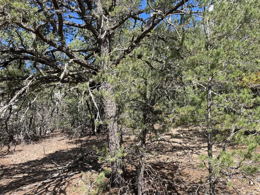 119 Anaya Road, Tijeras, NM 87059 - #2