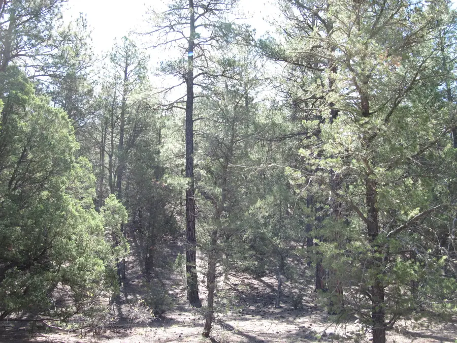 35 Green Shadow Lane, Tijeras, NM 87059 - #2