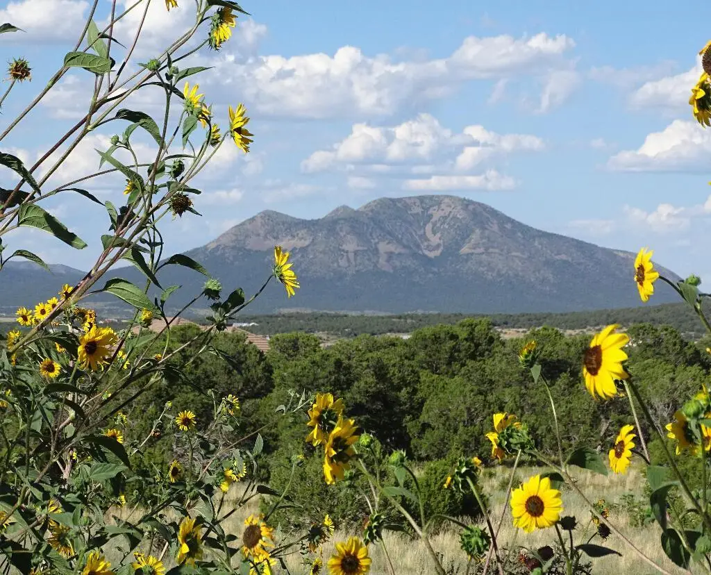 18 Thunder Hawk, Tijeras, NM 87059 - #1