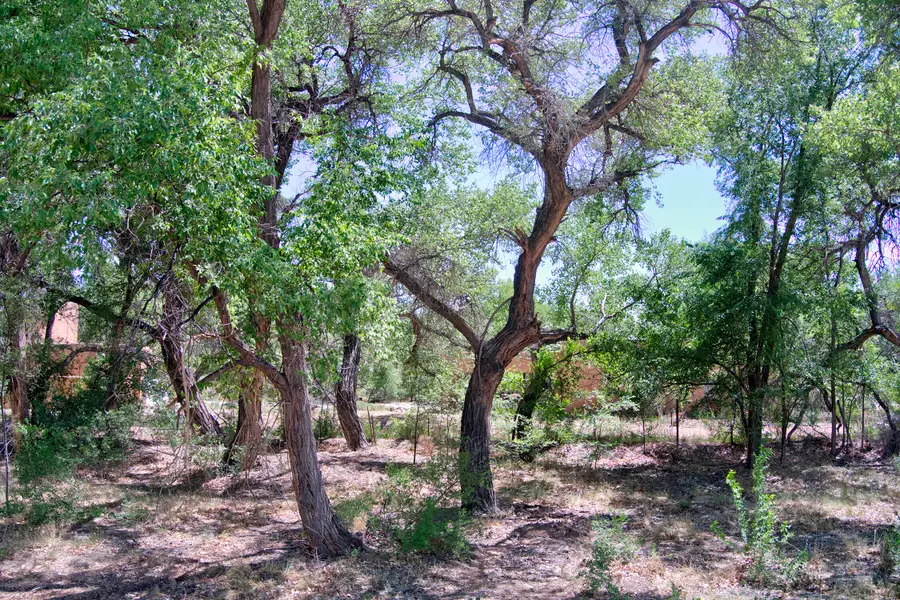 Bosque Oculto Lot B1-a, Corrales, NM 87048 - #2