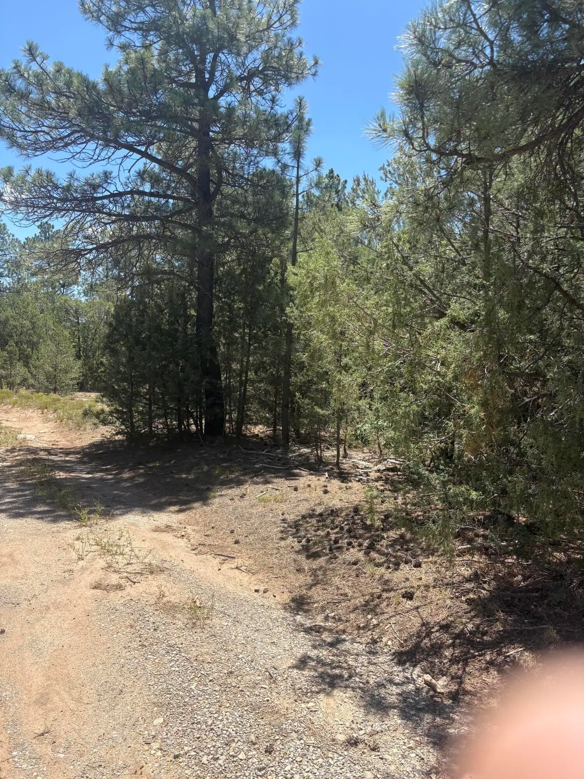31 Armin Road, Tijeras, NM 87059 - #1