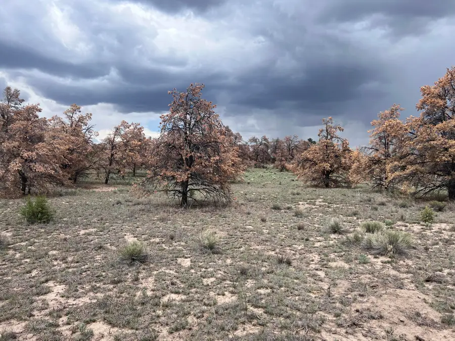LOT 57 Fountain Hills Rd, Quemado, NM 87829 - #3