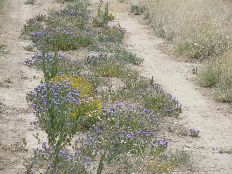 Canyon, Laguna, NM 87026 - #2