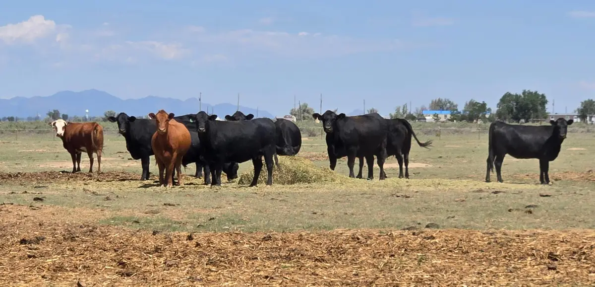 XX Ash Street, Moriarty, NM 87035 - #1
