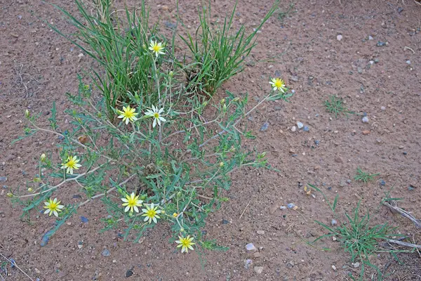 Lot 125 Rancho Rio Grande #11e, Los Lunas, NM 87031