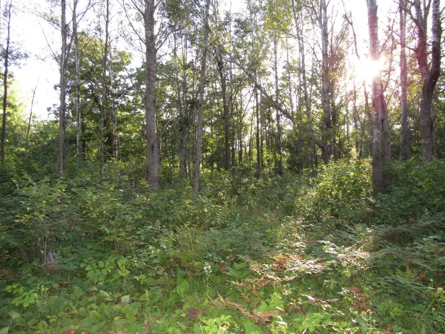 TBD 12th Street Sw, Pine River Township, MN 56435 - Image #2