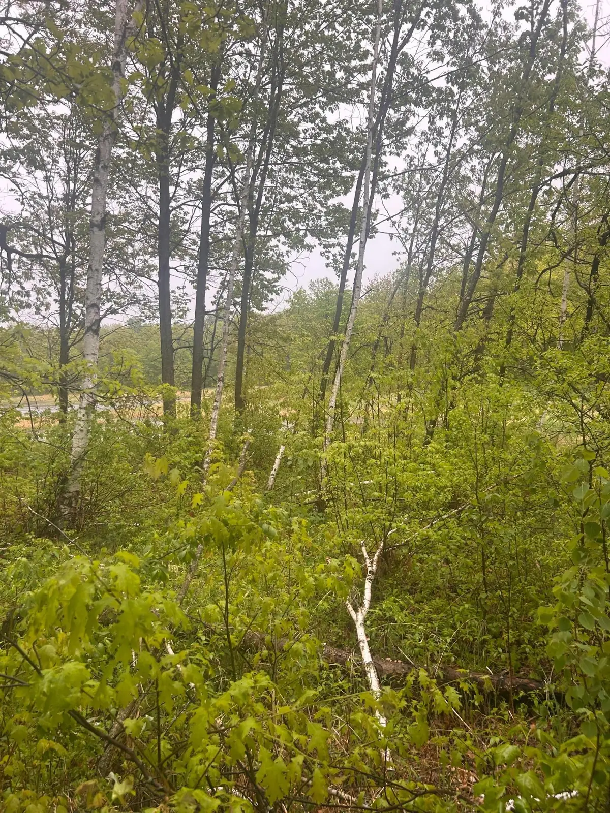 xxx Cardinal Trail, Cushing Township, MN 56475 - Image #1