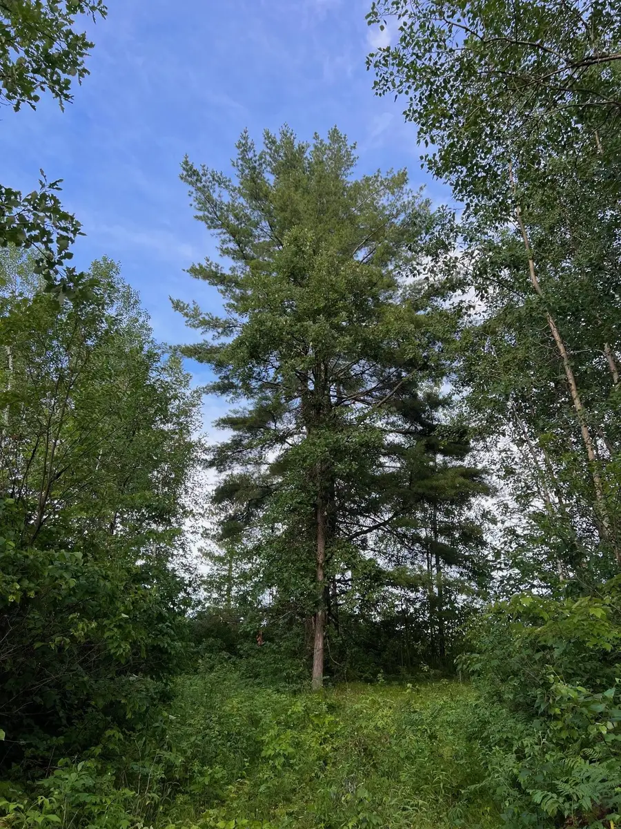 W37XX Frog Creek Road, Minong, WI 54859 - Image #2