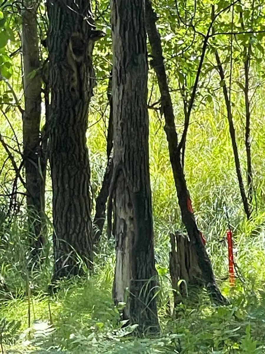 TBD Wedgewood Road Nw, Walker, MN 56484 - Image #3