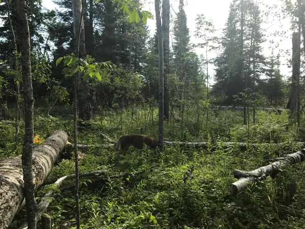 Sec: 2 TWP: 61.0 RG: 19 Lot: Blk: Ac, Alango Twp, MN 55703