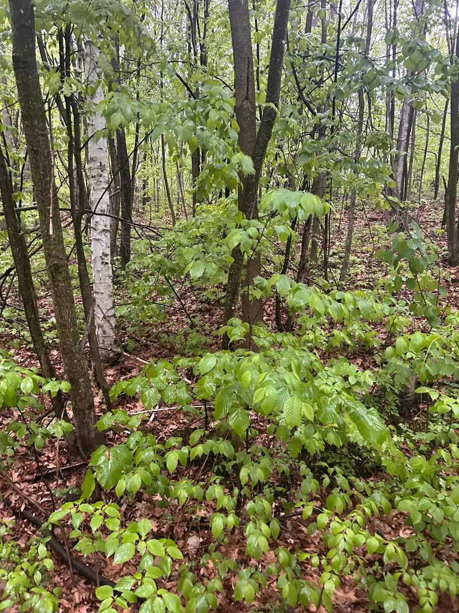 TBD Flintstone, Cushing Township, MN 56443 - Image #2