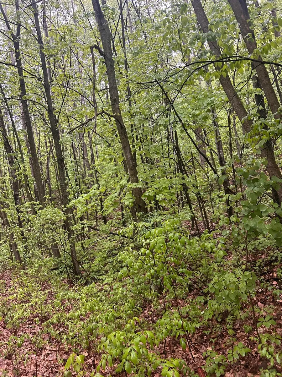 TBD Flintstone, Cushing Township, MN 56443 - Image #3