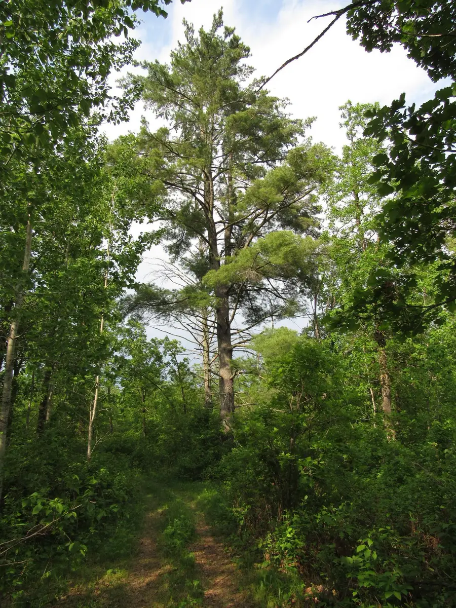 TBD 32nd Ave Sw, Backus, MN 56435 - Image #2