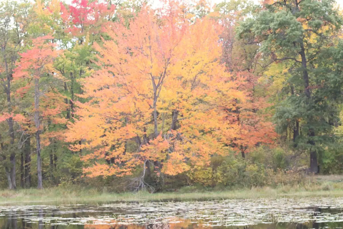 TBD 60th Street Sw, Maple, MN 56472 - Image #1