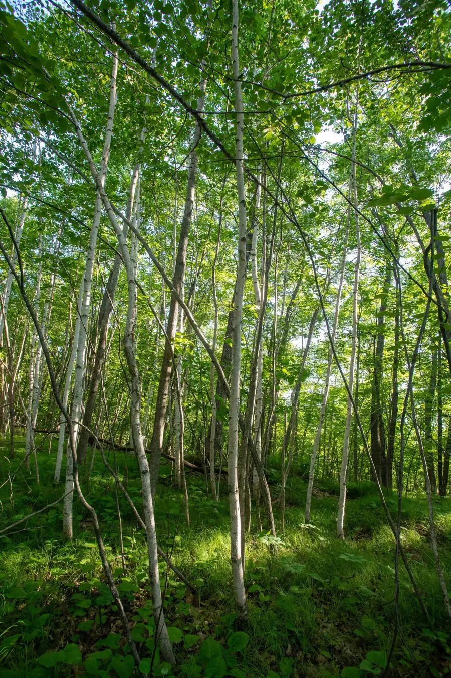 XXXX Moonlight Drive, Twin Lakes, MN 55718 - Image #3