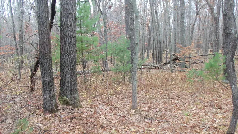 LOT 8 Herman Johnson Rd, Siren Town, WI 54872 - Image #3