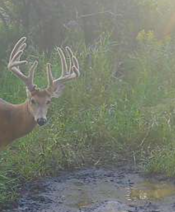 TBD Co Hwy 73, Deer Creek, MN 56527
